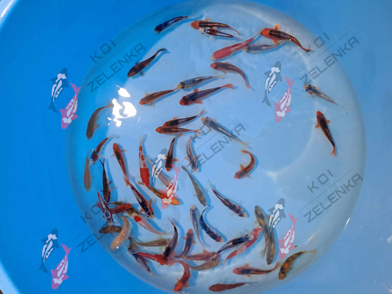 Koi - mix